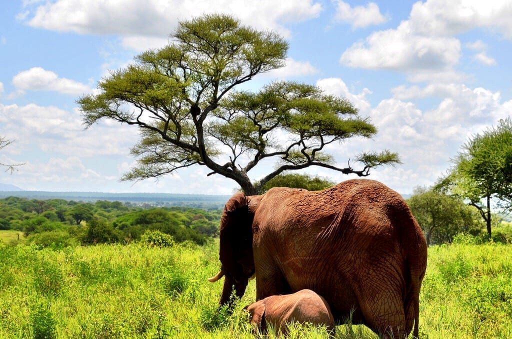 Elephants Tanzania